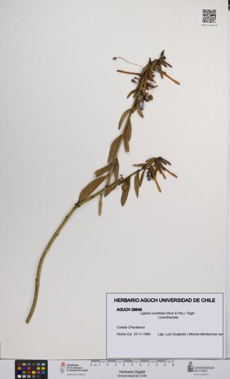 Ligaria cuneifolia [Espécimen: UCH:AGUCH:0029545]