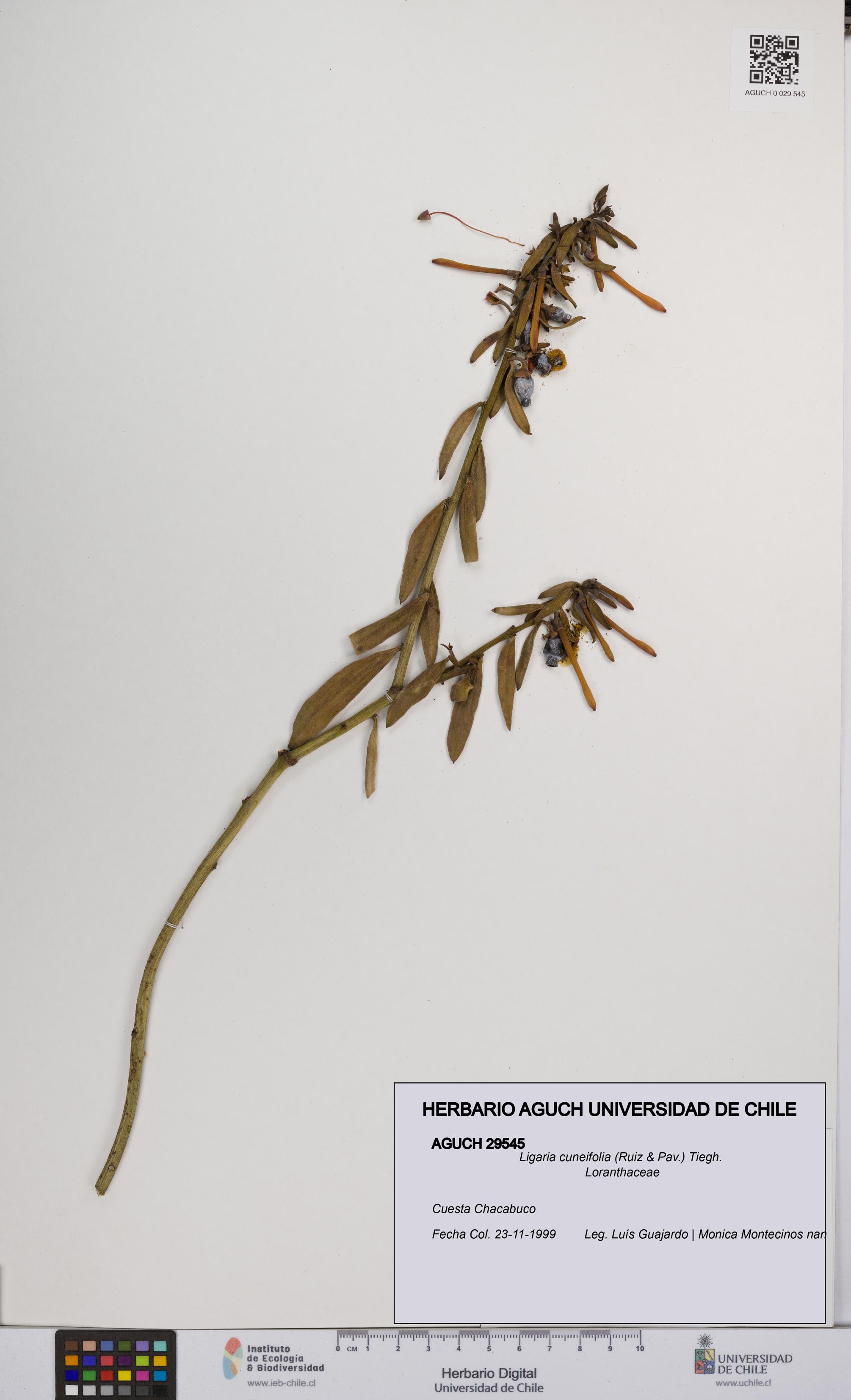 Ligaria cuneifolia [Espécimen: UCH:AGUCH:0029545]