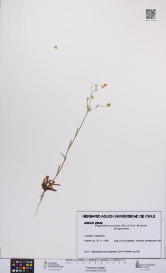 Plagiobothrys muricatus [Espécimen: ]