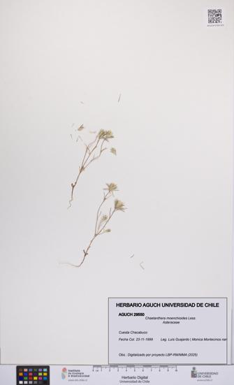 Chaetanthera moenchioides [Espécimen: UCH:AGUCH:0029550]