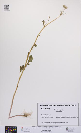 Senecio vulgaris [Espécimen: UCH:AGUCH:0029554]