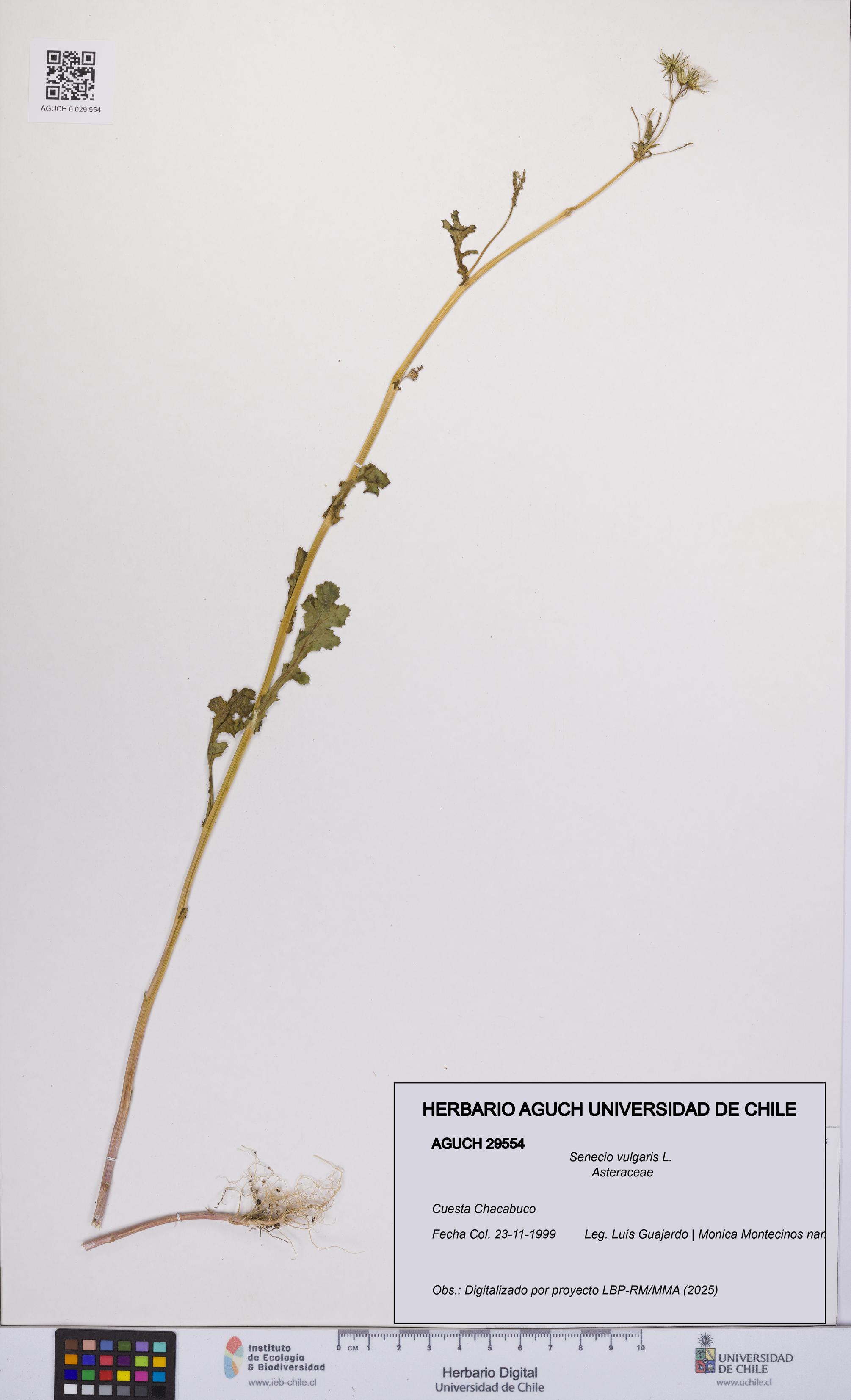 Senecio vulgaris [Espécimen: UCH:AGUCH:0029554]
