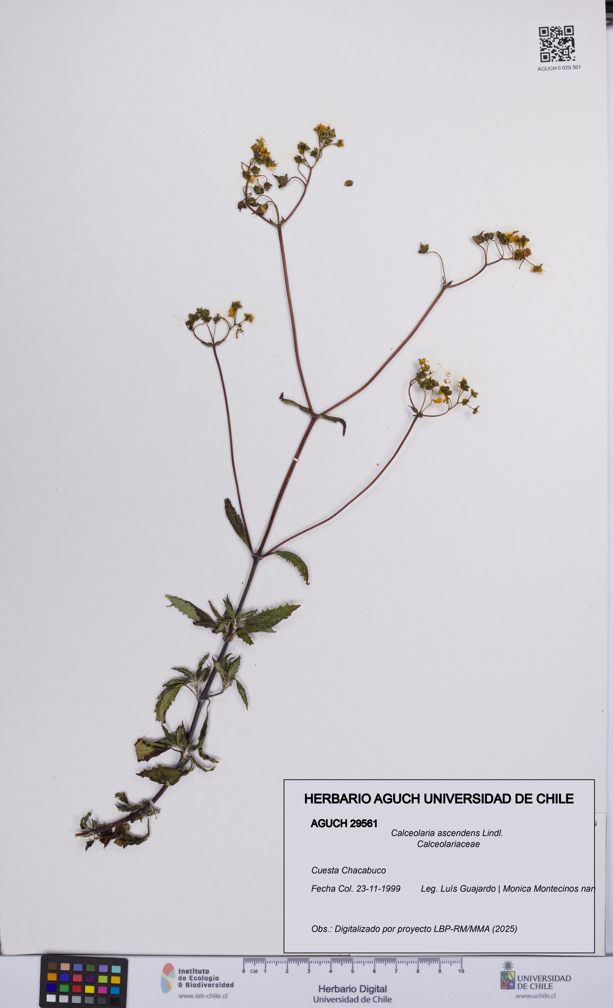 Calceolaria ascendens [Espécimen: UCH:AGUCH:0029561]