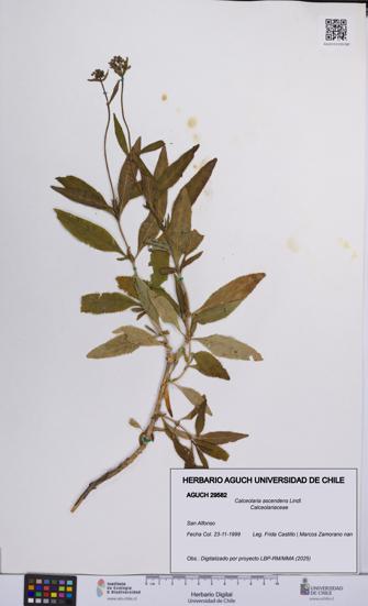 Calceolaria ascendens [Espécimen: UCH:AGUCH:0029582]