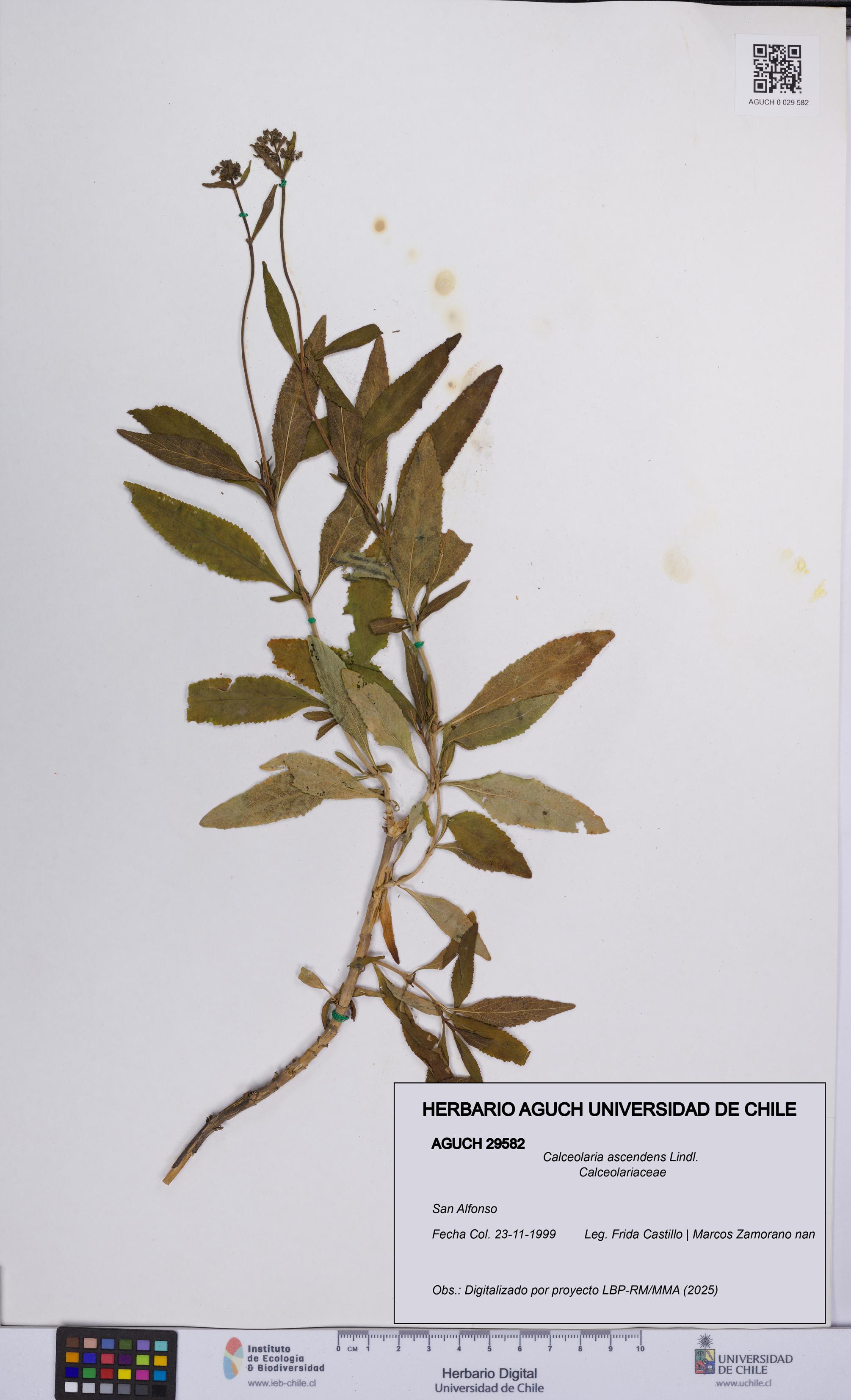 Calceolaria ascendens [Espécimen: UCH:AGUCH:0029582]