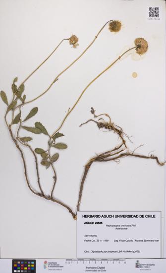 Haplopappus uncinatus [Espécimen: UCH:AGUCH:0029585]