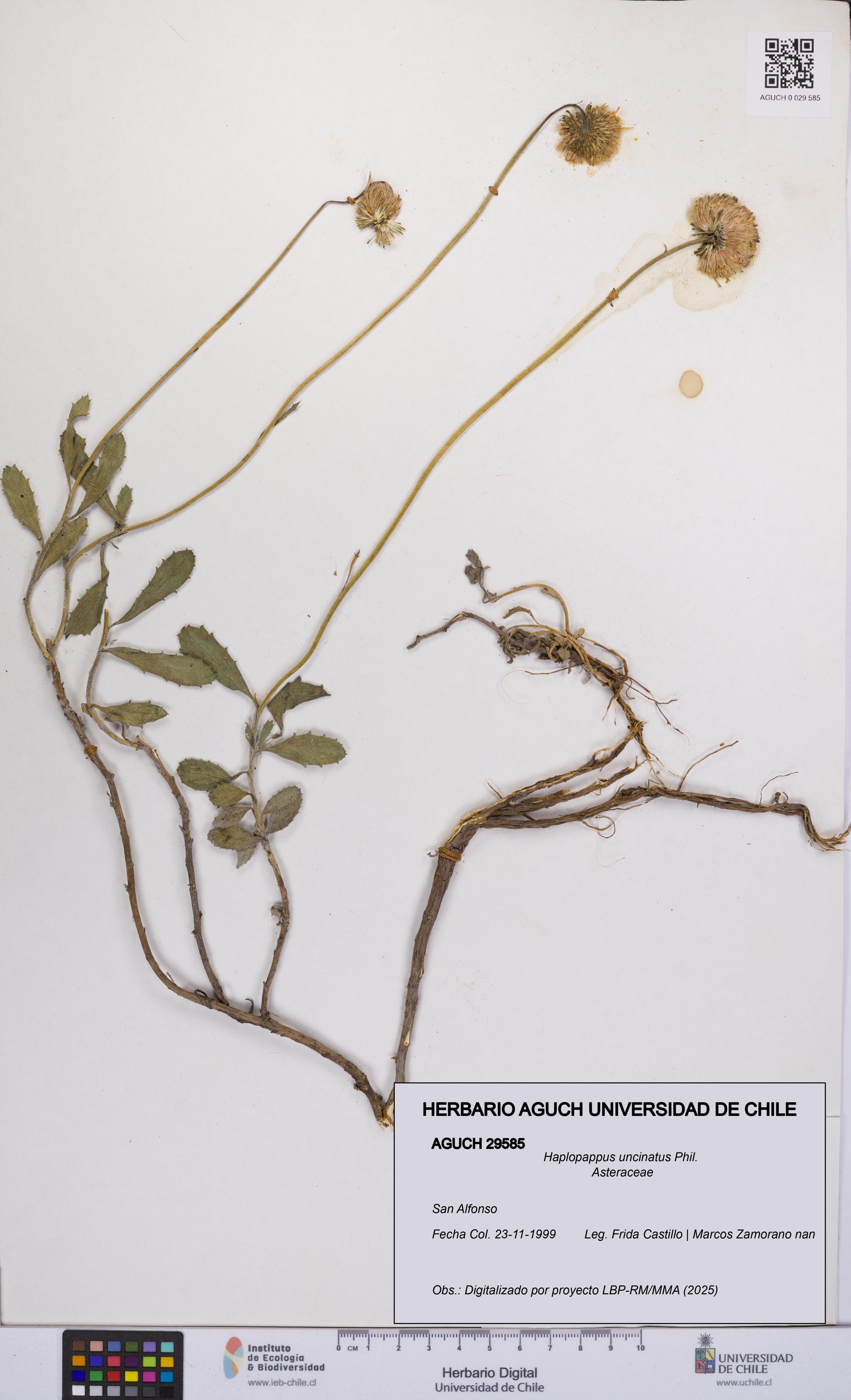 Haplopappus uncinatus [Espécimen: UCH:AGUCH:0029585]