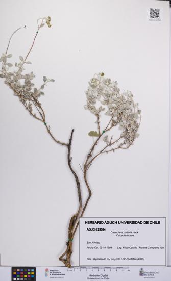 Calceolaria polifolia [Espécimen: UCH:AGUCH:0029594]