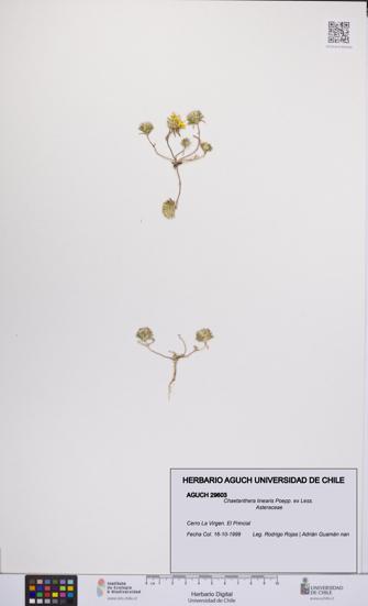 Chaetanthera linearis [Espécimen: UCH:AGUCH:0029603]