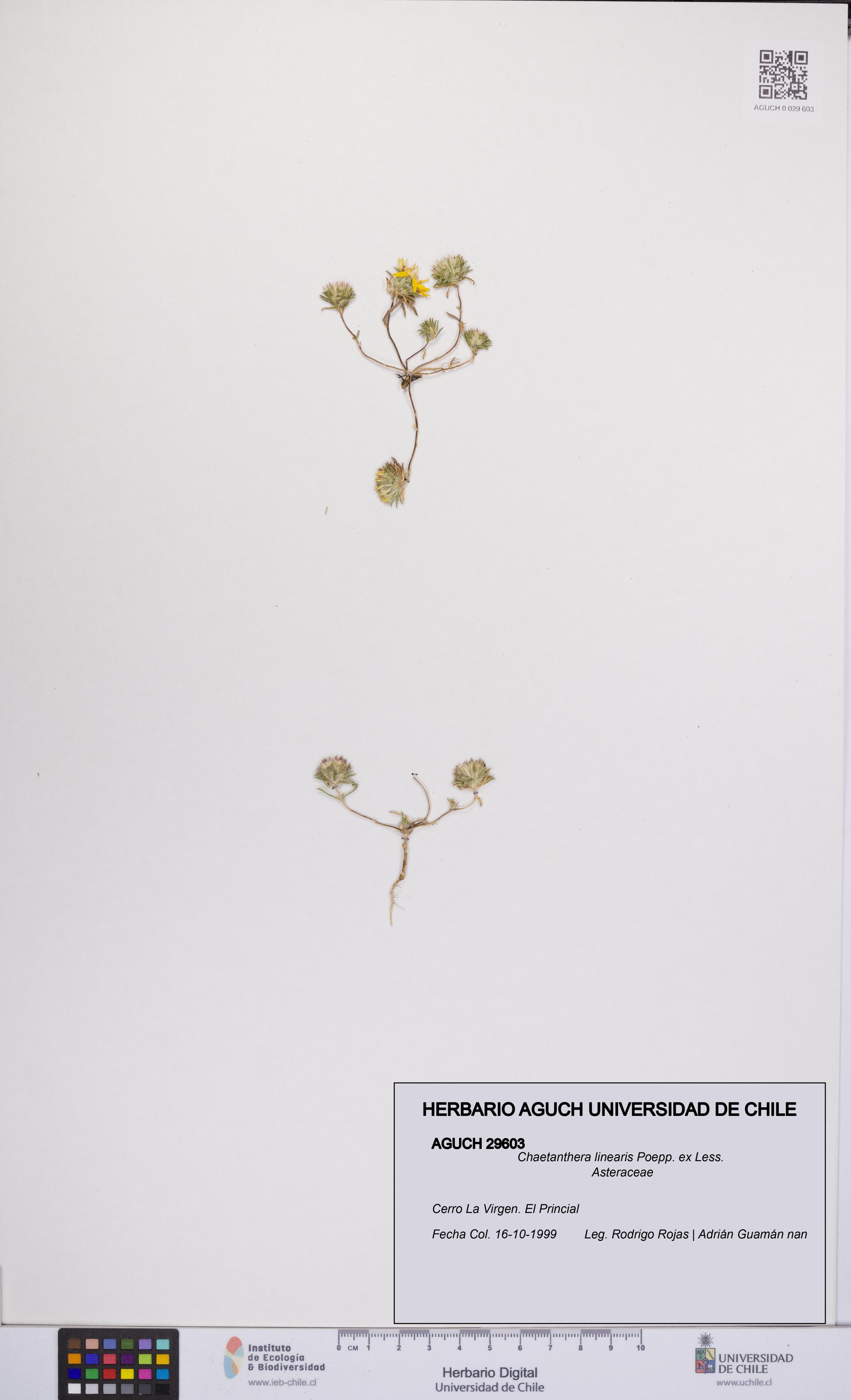 Chaetanthera linearis [Espécimen: UCH:AGUCH:0029603]