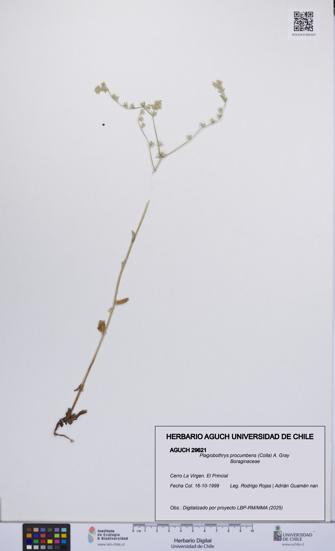Plagiobothrys procumbens [Espécimen: UCH:AGUCH:0029621]