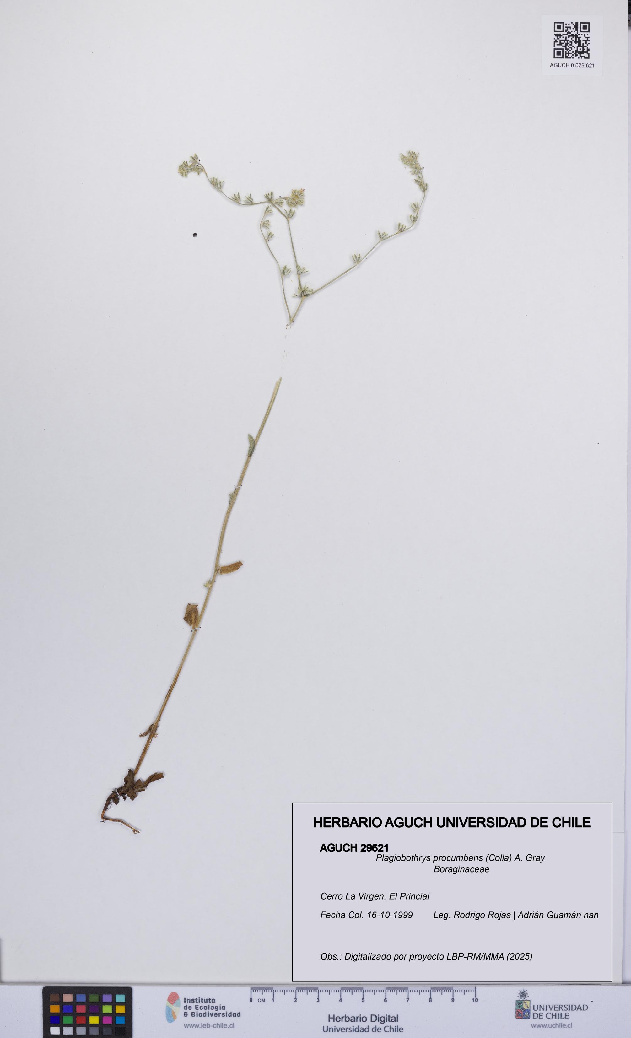 Plagiobothrys procumbens [Espécimen: UCH:AGUCH:0029621]