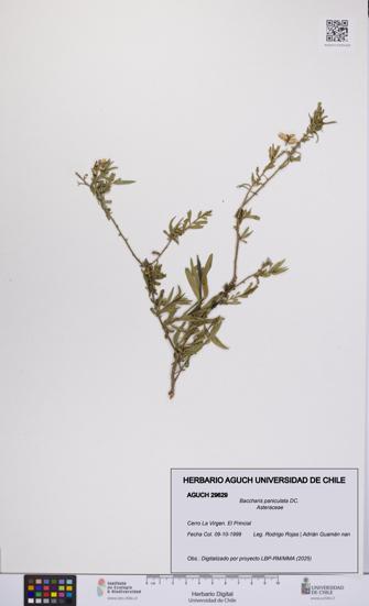 Baccharis paniculata [Espécimen: UCH:AGUCH:0029629]