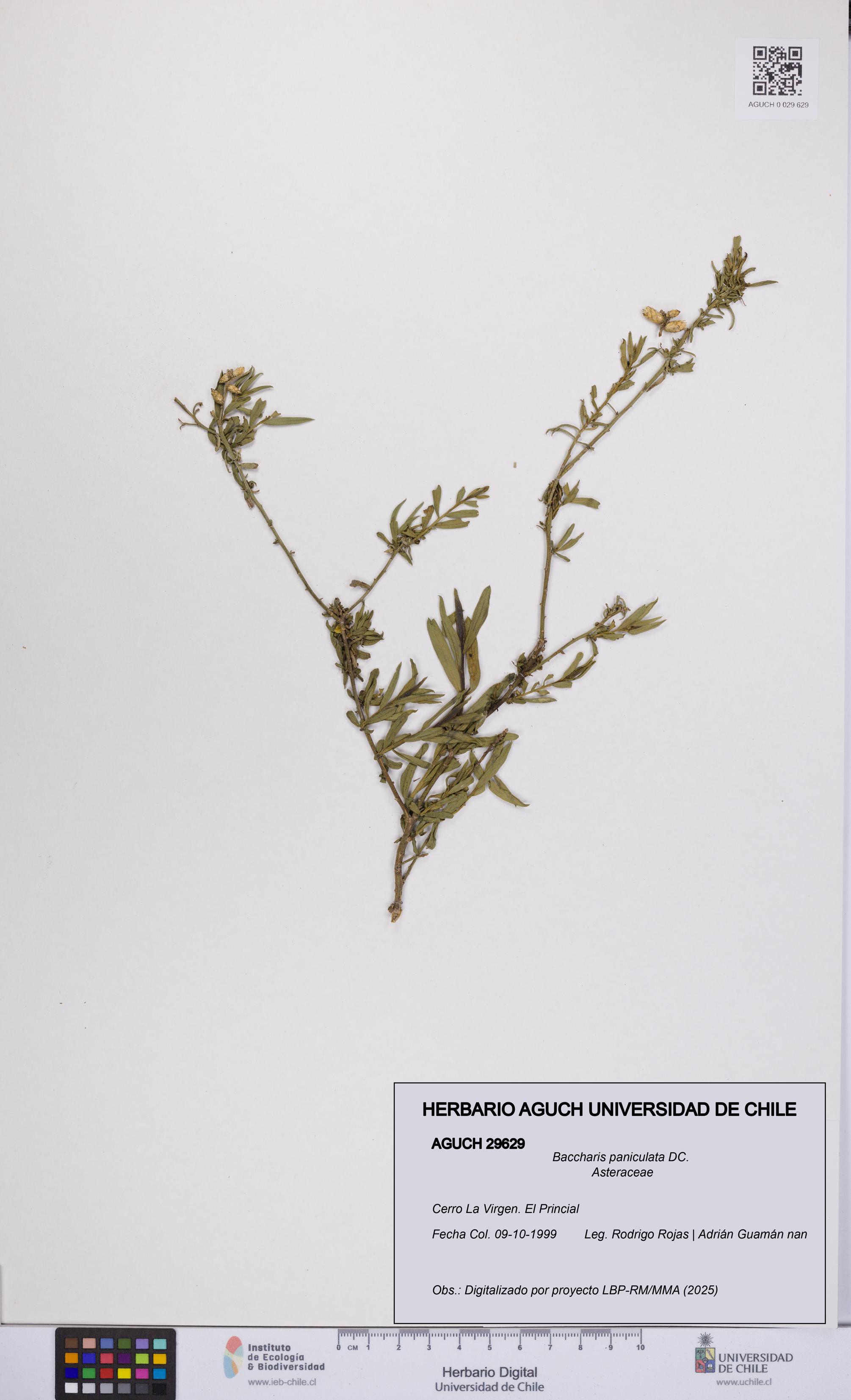 Baccharis paniculata [Espécimen: UCH:AGUCH:0029629]