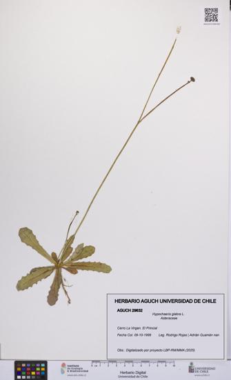 Hypochaeris glabra [Espécimen: UCH:AGUCH:0029632]