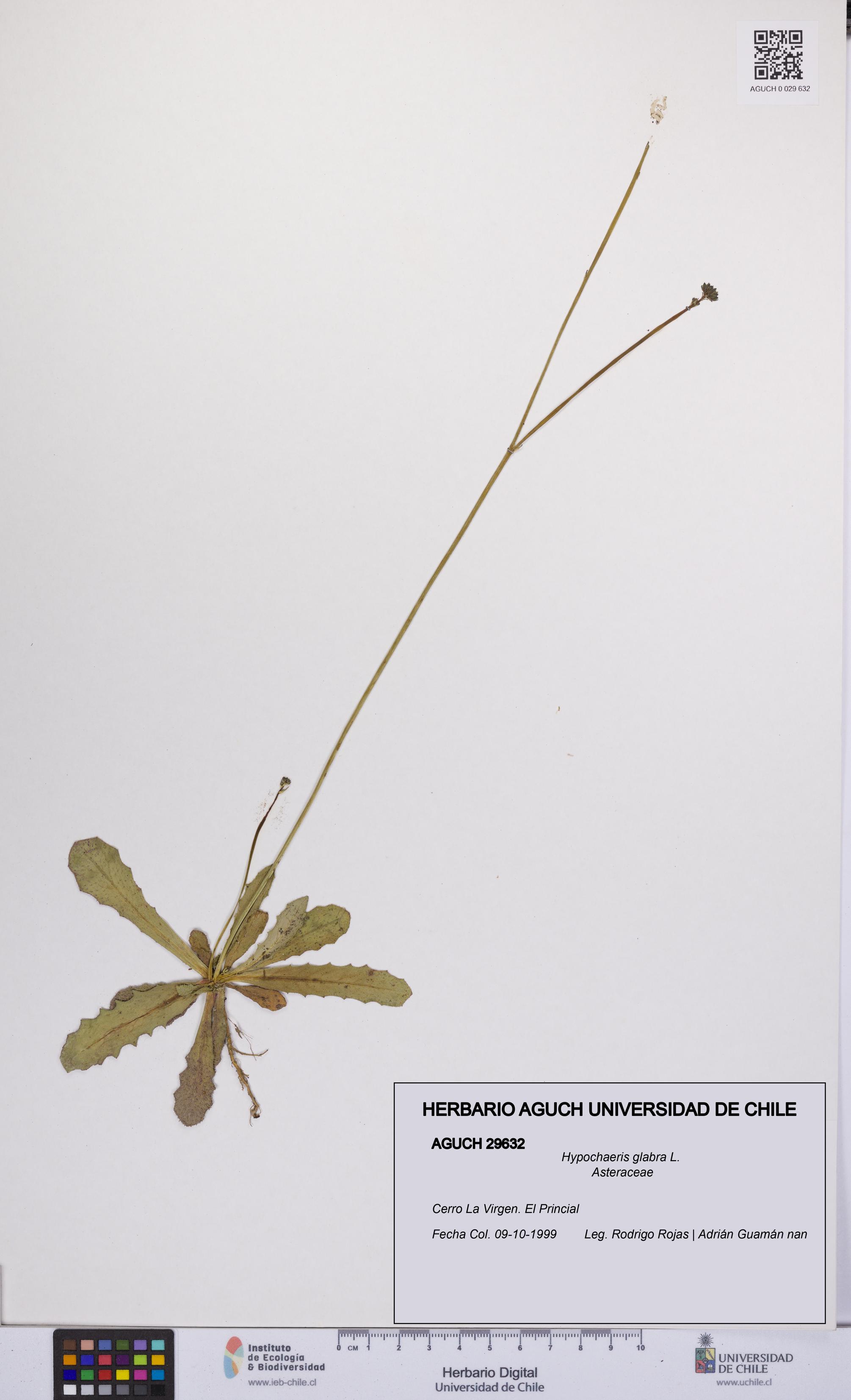 Hypochaeris glabra [Espécimen: UCH:AGUCH:0029632]