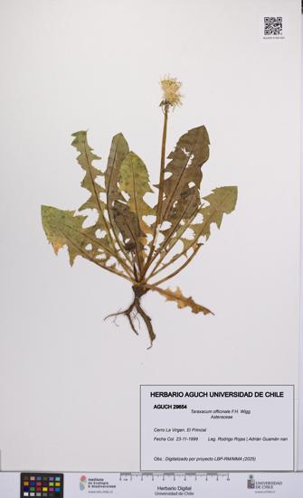 Taraxacum officinale [Espécimen: UCH:AGUCH:0029654]