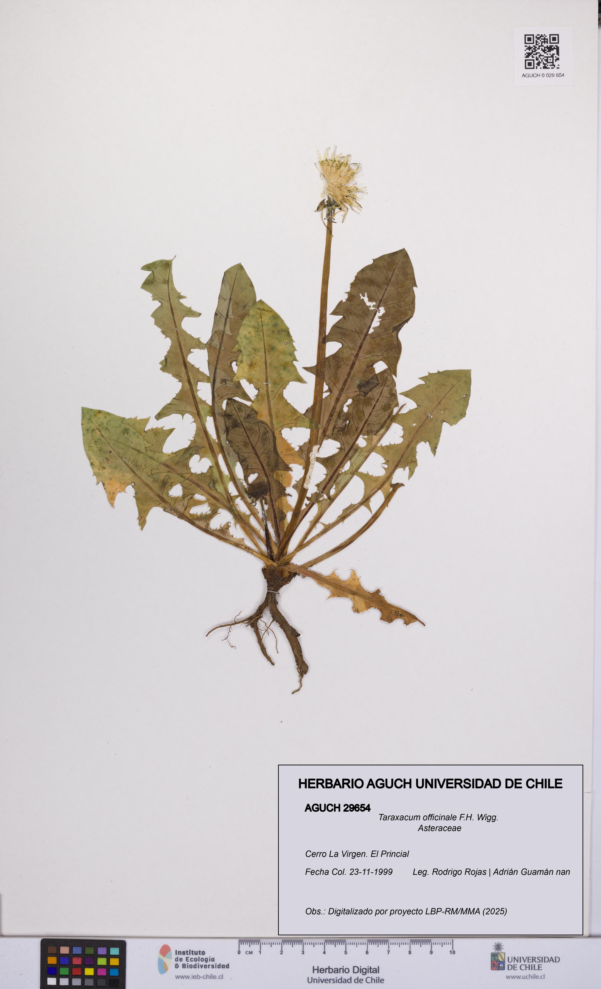 Taraxacum officinale [Espécimen: UCH:AGUCH:0029654]