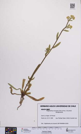 Plagiobothrys muricatus [Espécimen: ]