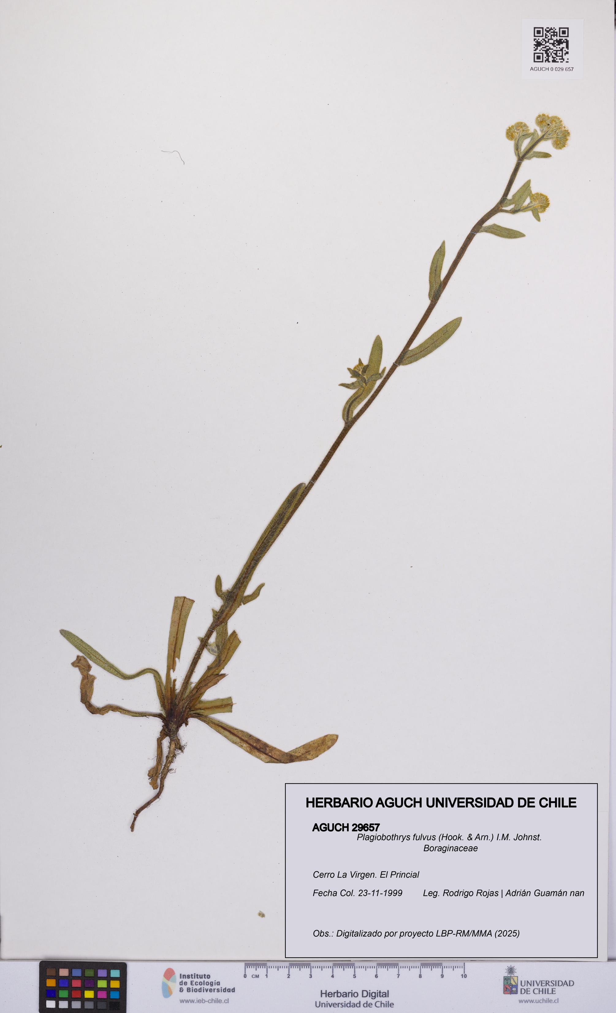 Plagiobothrys fulvus [Espécimen: UCH:AGUCH:0029657]