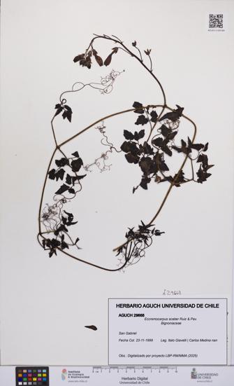 Eccremocarpus scaber [Espécimen: UCH:AGUCH:0029668]