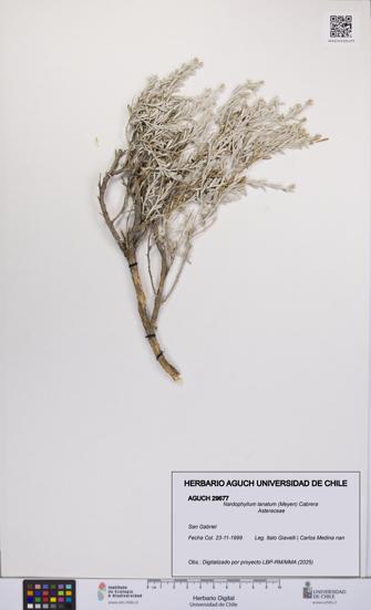 Nardophyllum lanatum [Espécimen: UCH:AGUCH:0029677]
