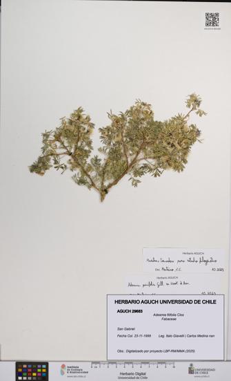 Adesmia filifolia [Espécimen: UCH:AGUCH:0029683]