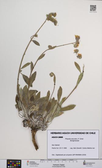 Phacelia secunda [Espécimen: UCH:AGUCH:0029685]