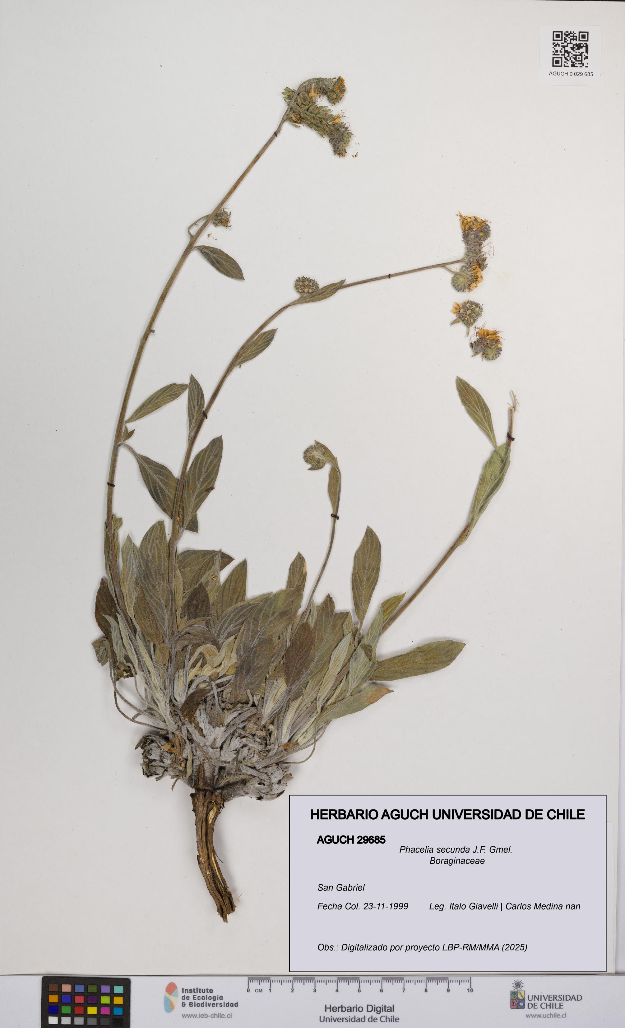 Phacelia secunda [Espécimen: UCH:AGUCH:0029685]