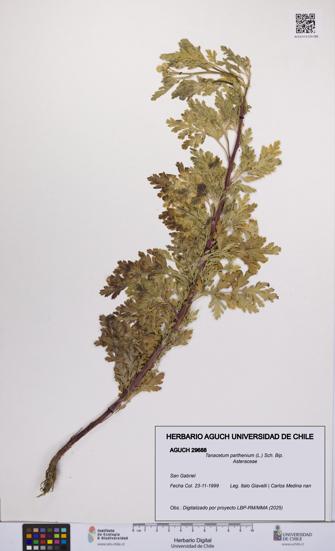 Tanacetum parthenium [Espécimen: UCH:AGUCH:0029688]