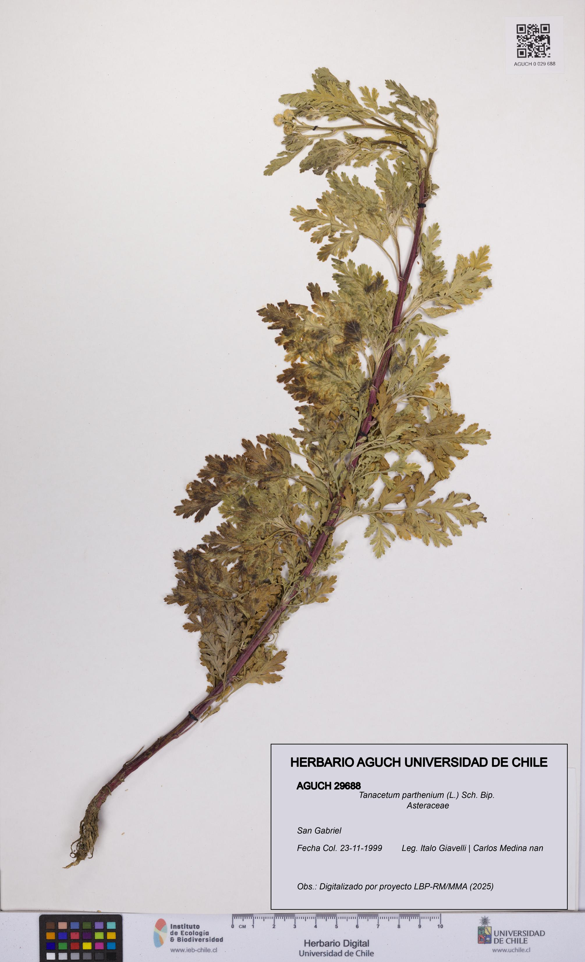 Tanacetum parthenium [Espécimen: UCH:AGUCH:0029688]