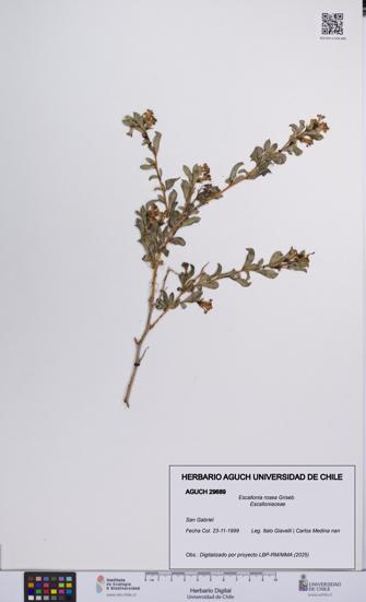 Escallonia rosea [Espécimen: UCH:AGUCH:0029689]