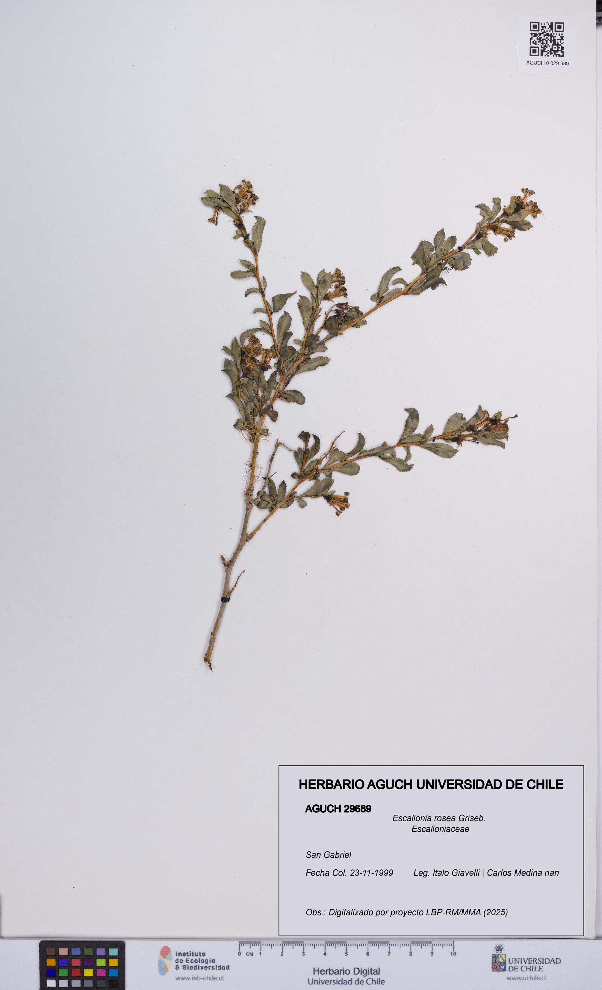 Escallonia rosea [Espécimen: UCH:AGUCH:0029689]