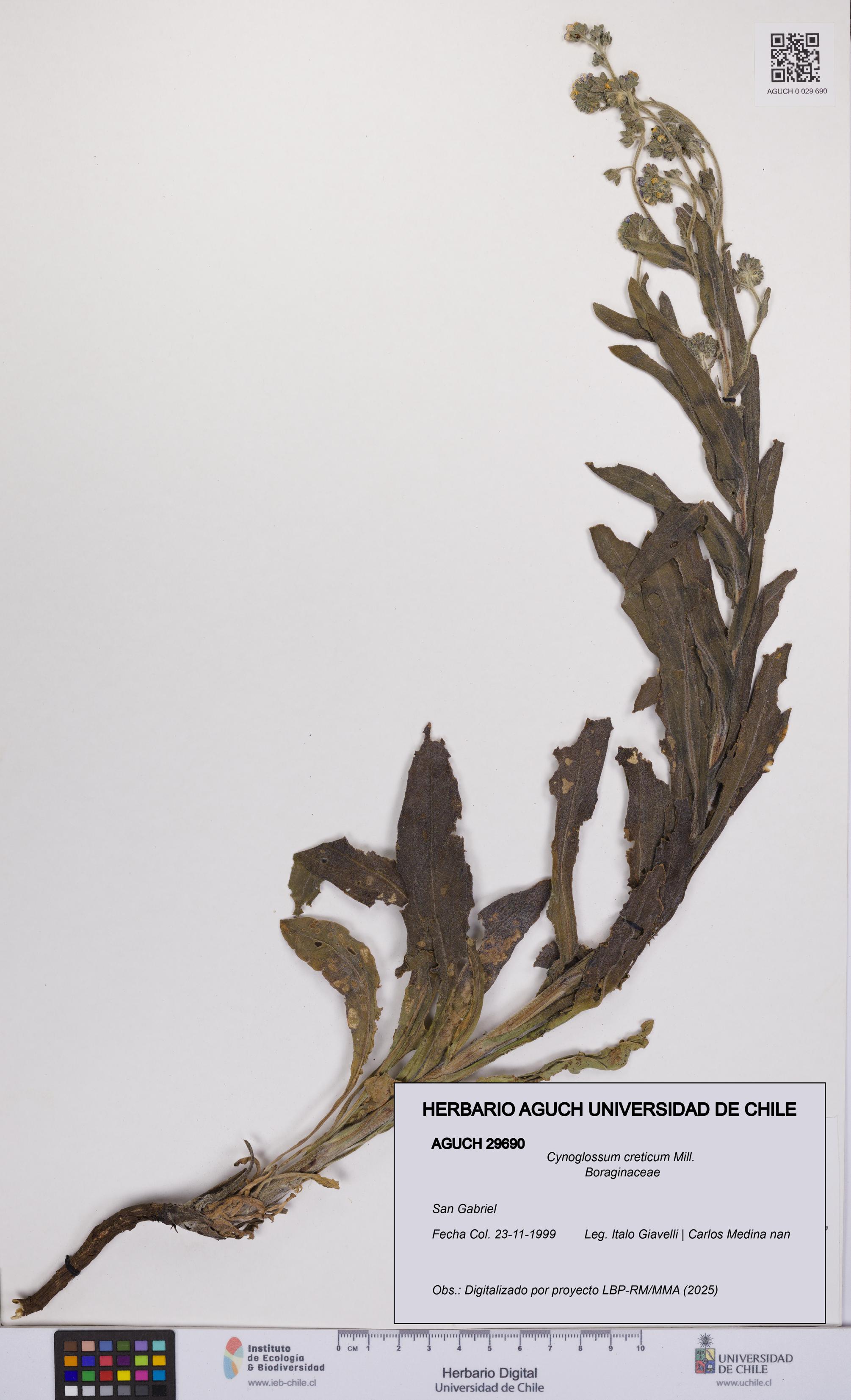 Cynoglossum creticum [Espécimen: UCH:AGUCH:0029690]