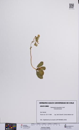 Calceolaria ascendens [Espécimen: UCH:AGUCH:0029692]