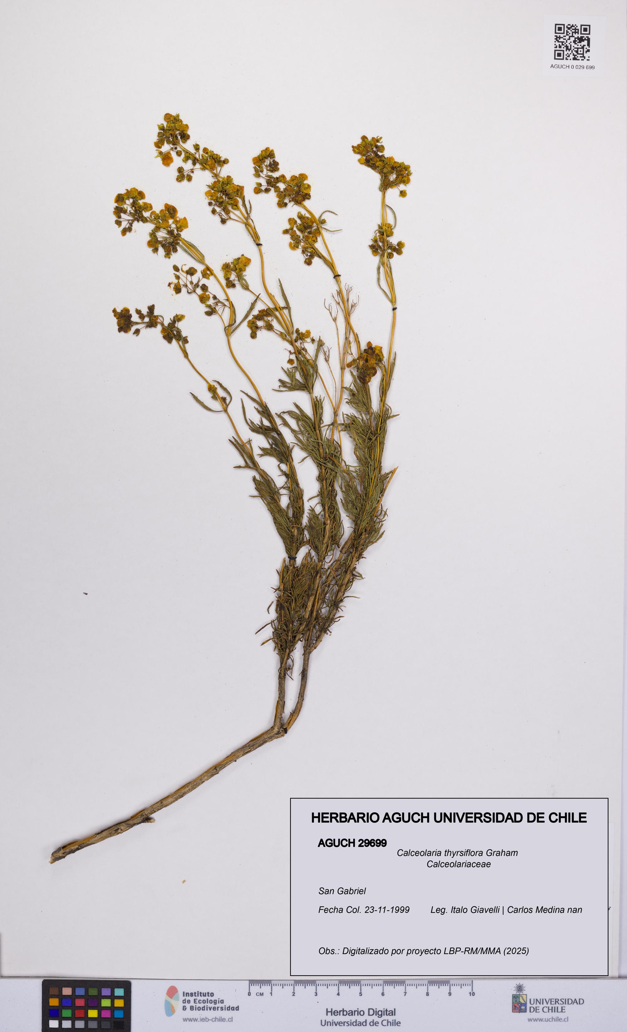 Calceolaria thyrsiflora [Espécimen: UCH:AGUCH:0029699]