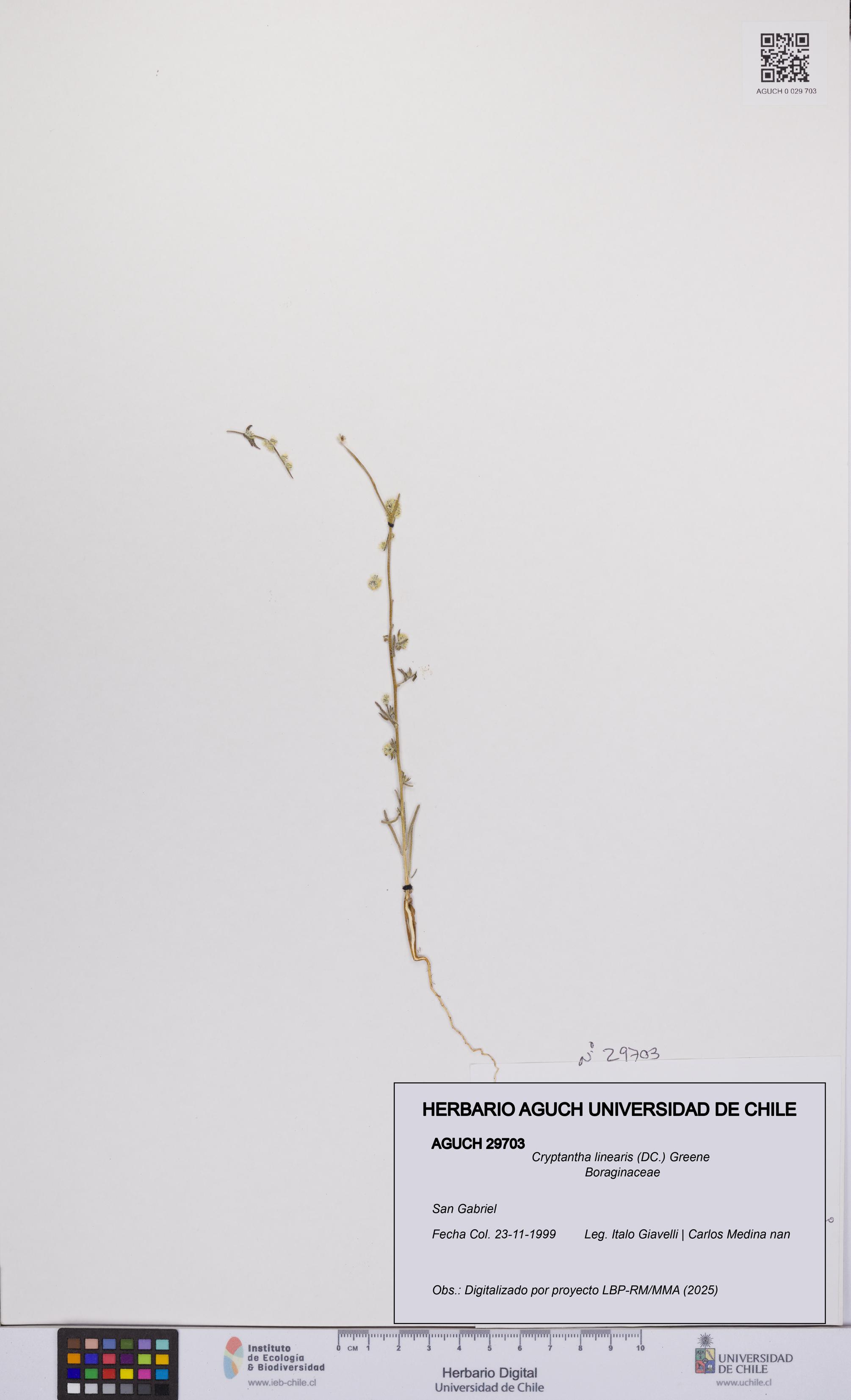 Cryptantha linearis [Espécimen: UCH:AGUCH:0029703]