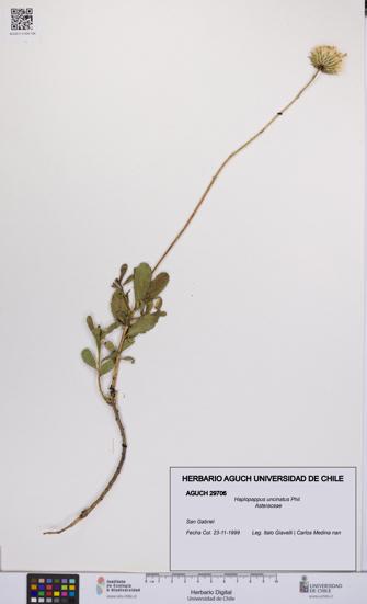 Haplopappus uncinatus [Espécimen: UCH:AGUCH:0029706]