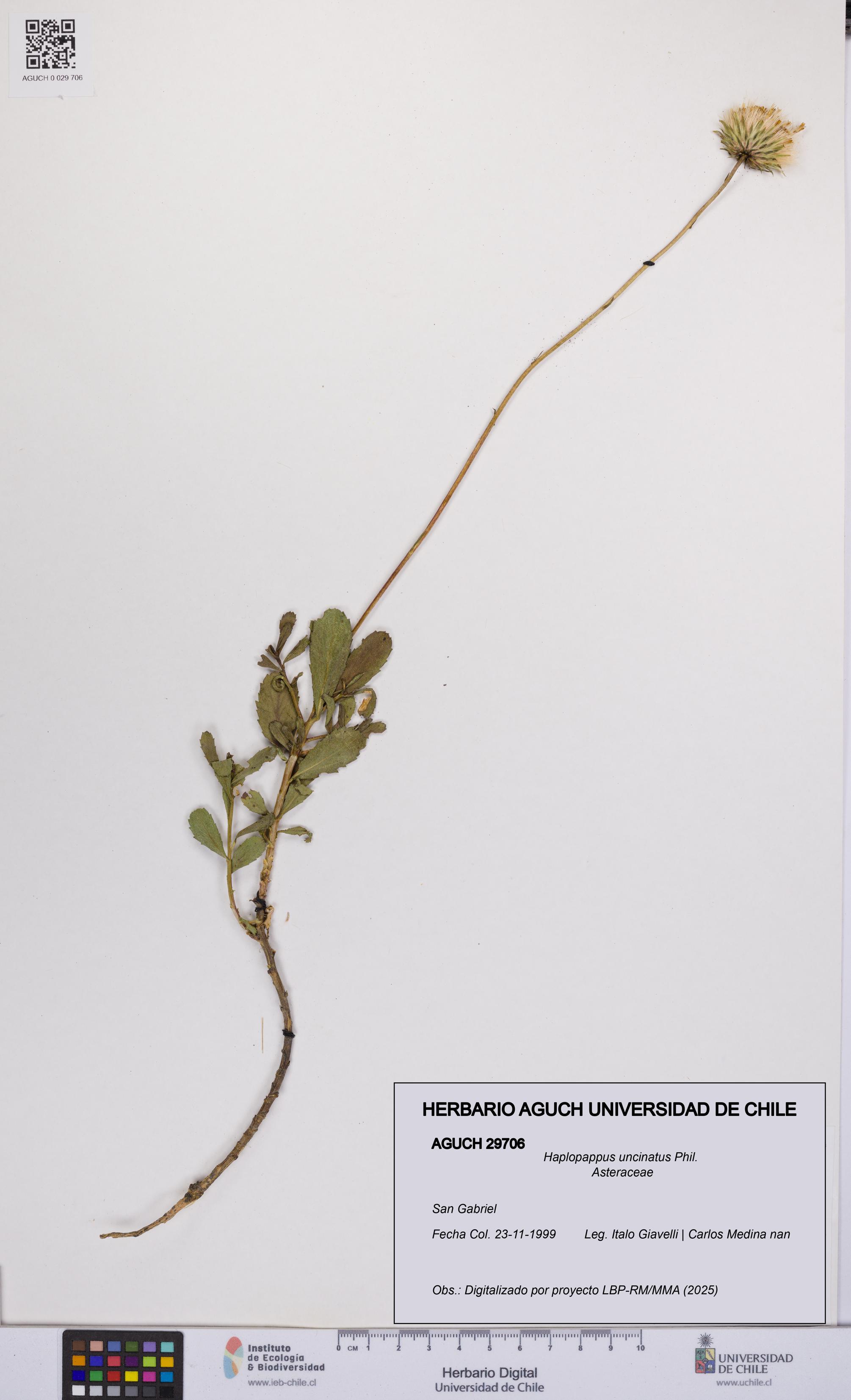 Haplopappus uncinatus [Espécimen: UCH:AGUCH:0029706]