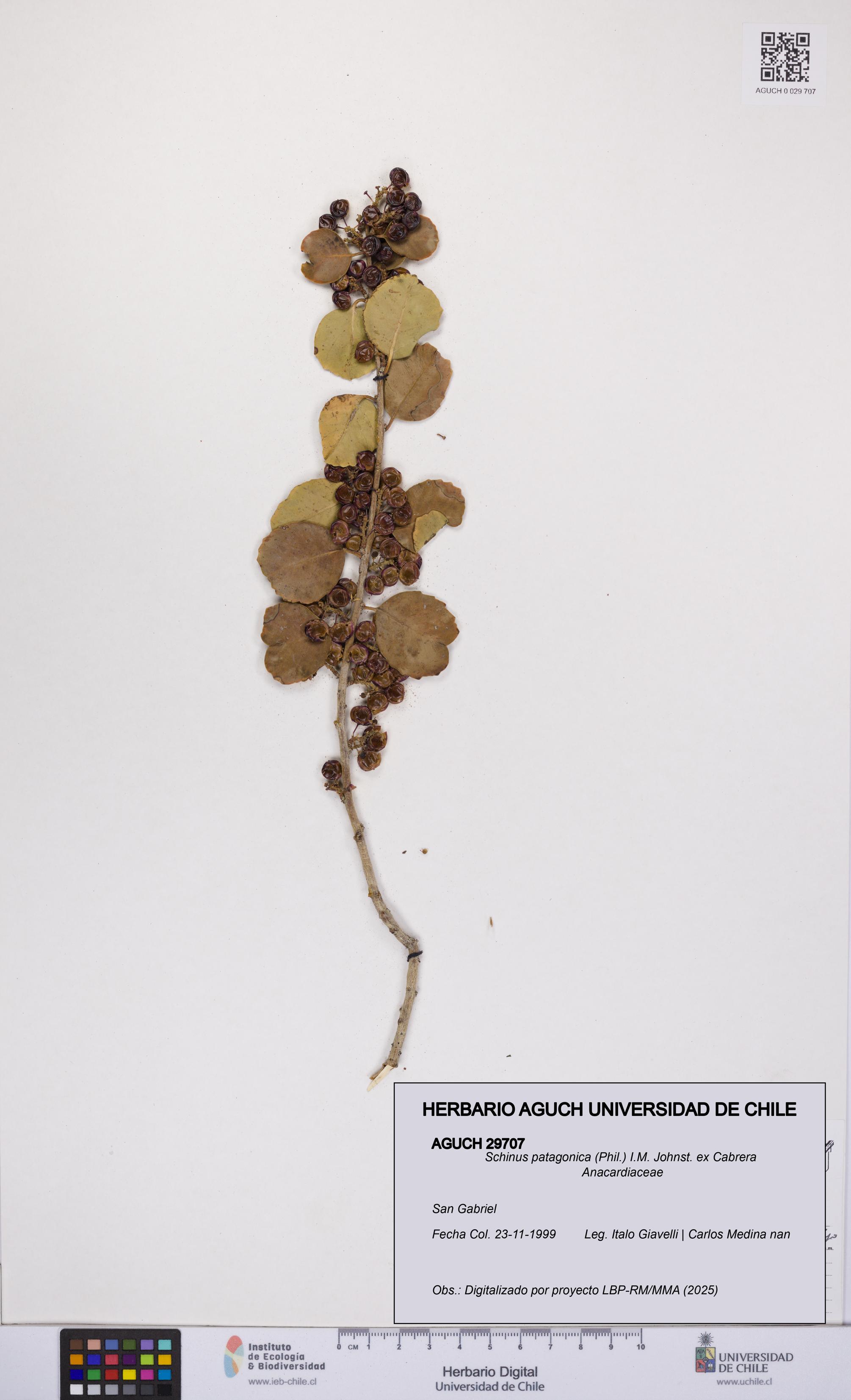 Schinus patagonica [Espécimen: UCH:AGUCH:0029707]