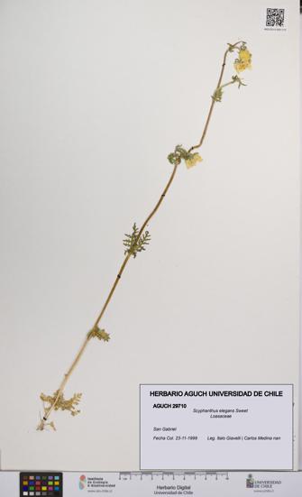 Scyphanthus elegans [Espécimen: UCH:AGUCH:0029710]