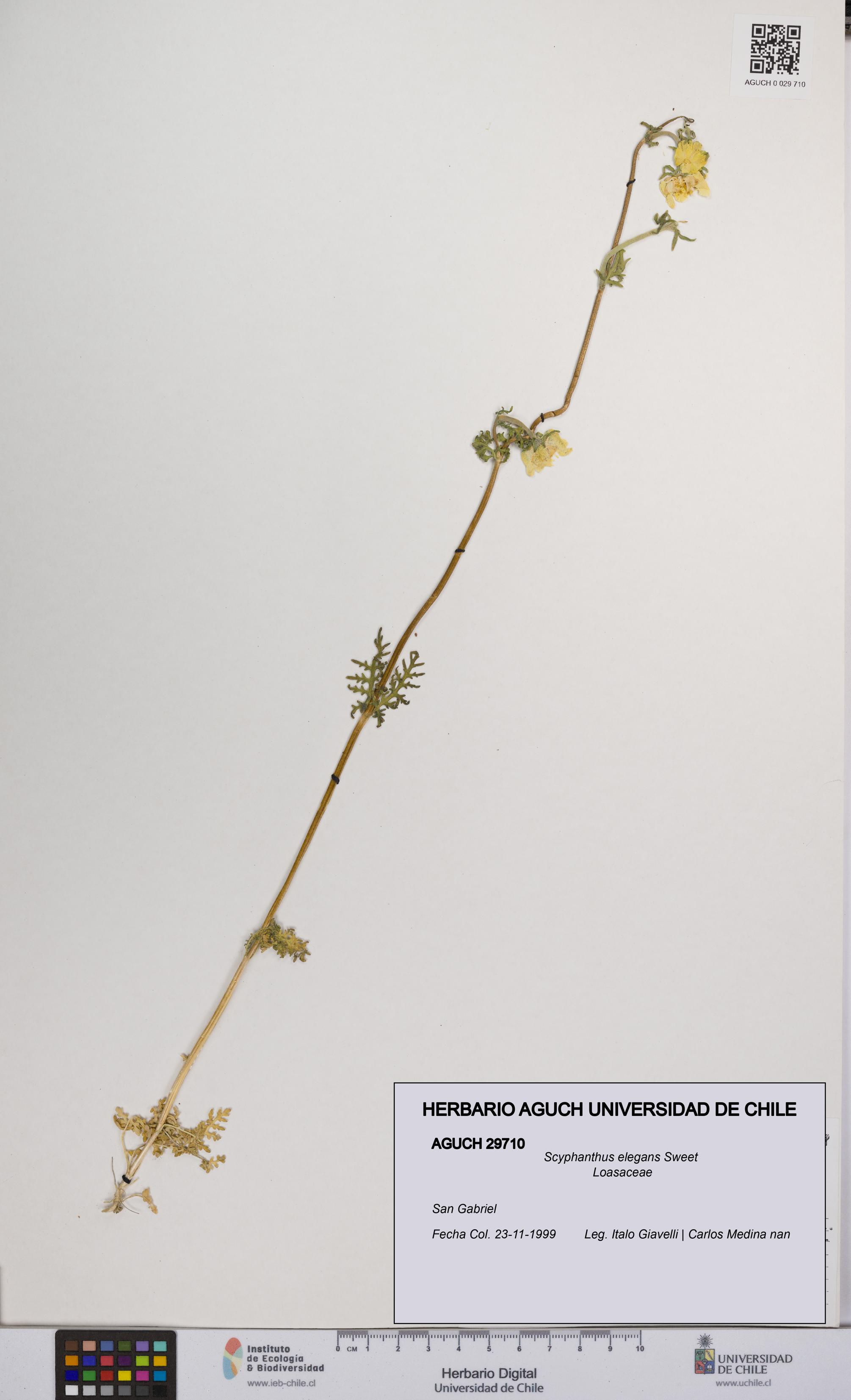 Scyphanthus elegans [Espécimen: UCH:AGUCH:0029710]