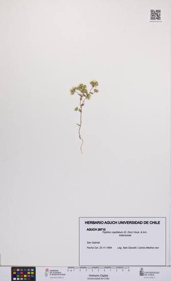 Triptilion capillatum [Espécimen: UCH:AGUCH:0029713]