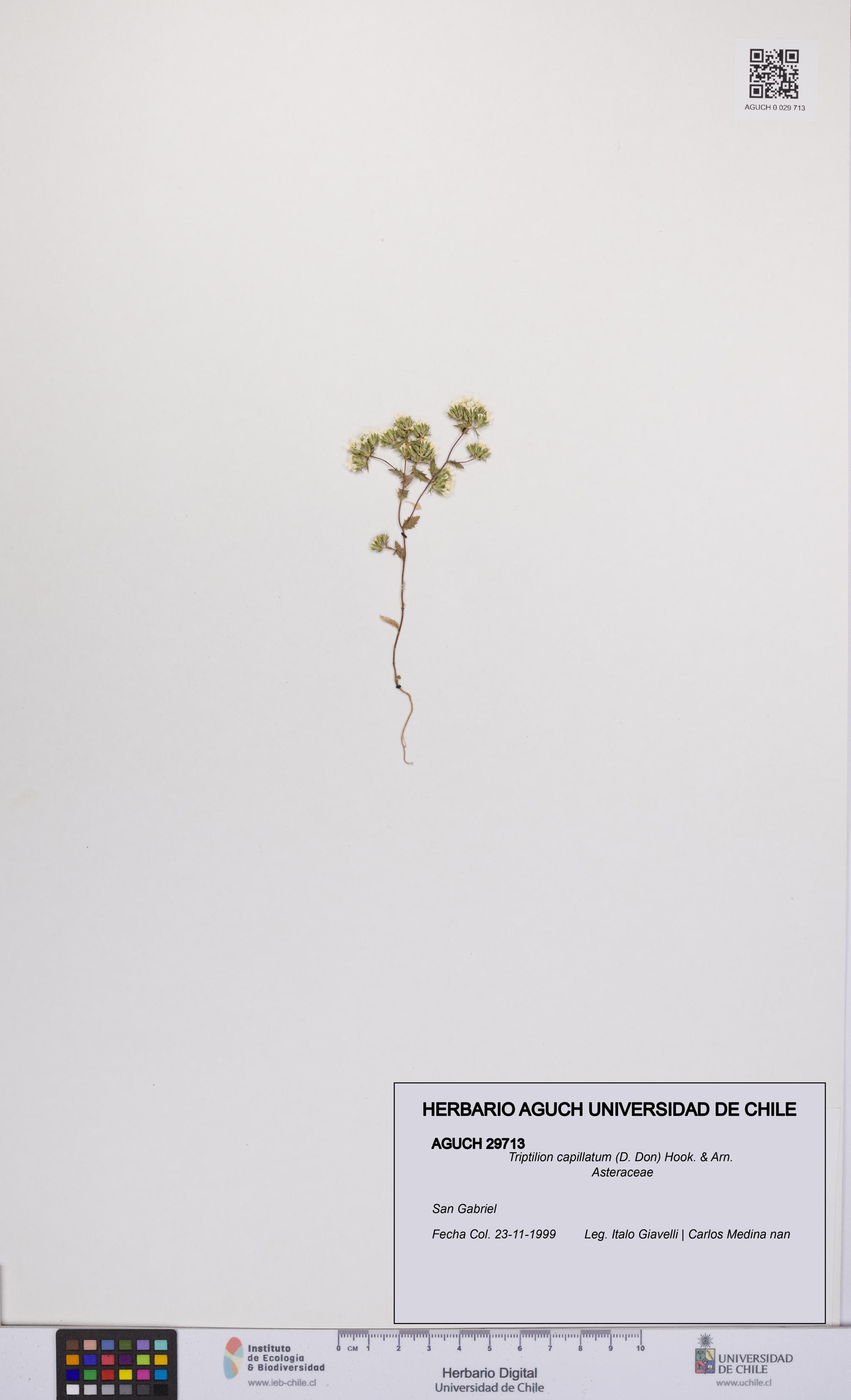Triptilion capillatum [Espécimen: UCH:AGUCH:0029713]