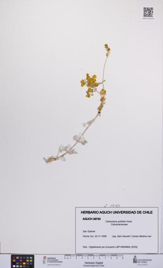 Calceolaria polifolia [Espécimen: UCH:AGUCH:0029723]