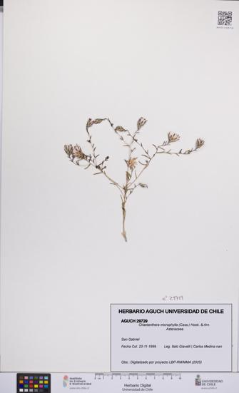 Chaetanthera microphylla [Espécimen: UCH:AGUCH:0029729]