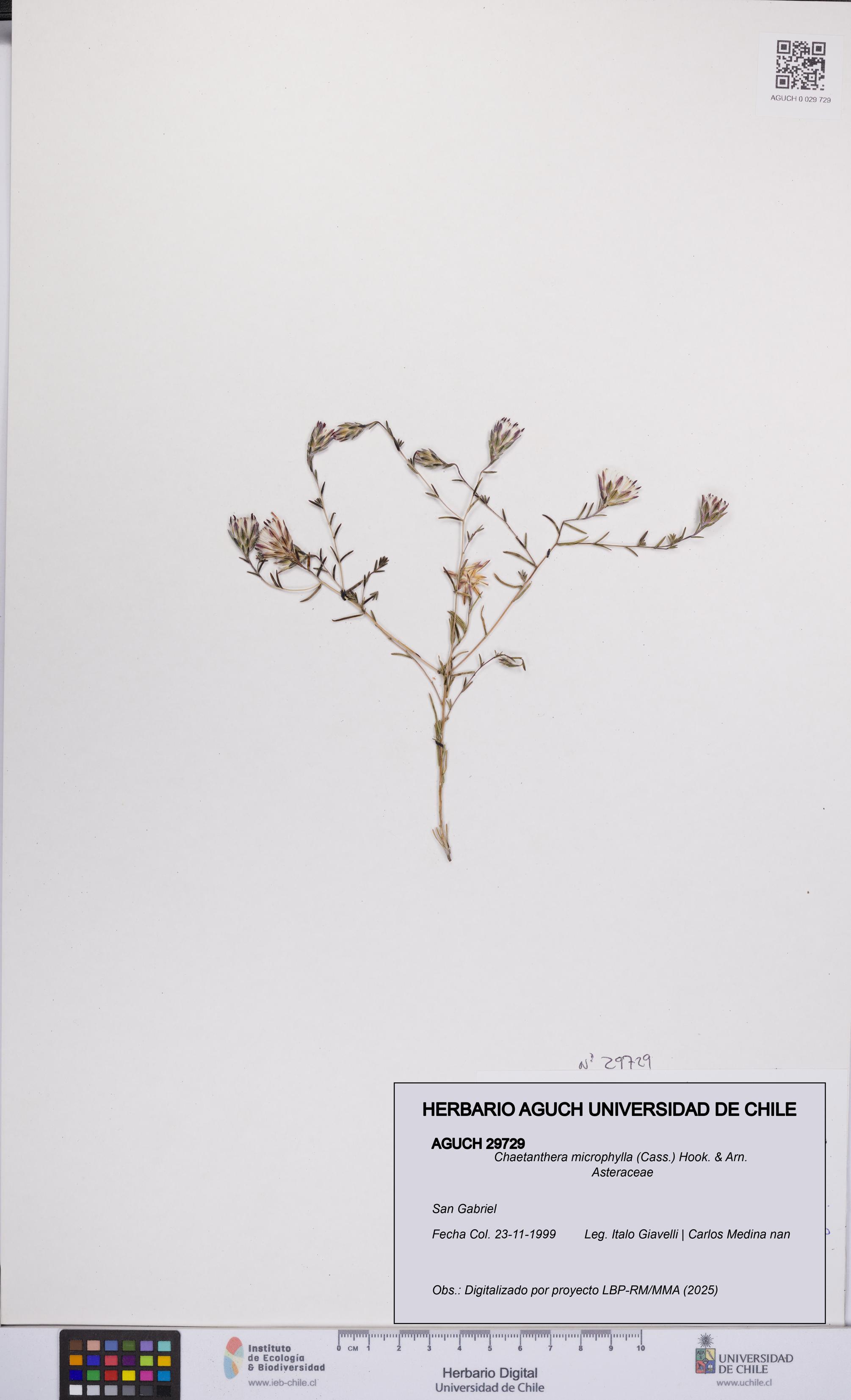 Chaetanthera microphylla [Espécimen: UCH:AGUCH:0029729]