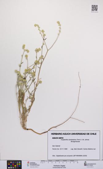 Cryptantha clandestina [Espécimen: UCH:AGUCH:0029731]