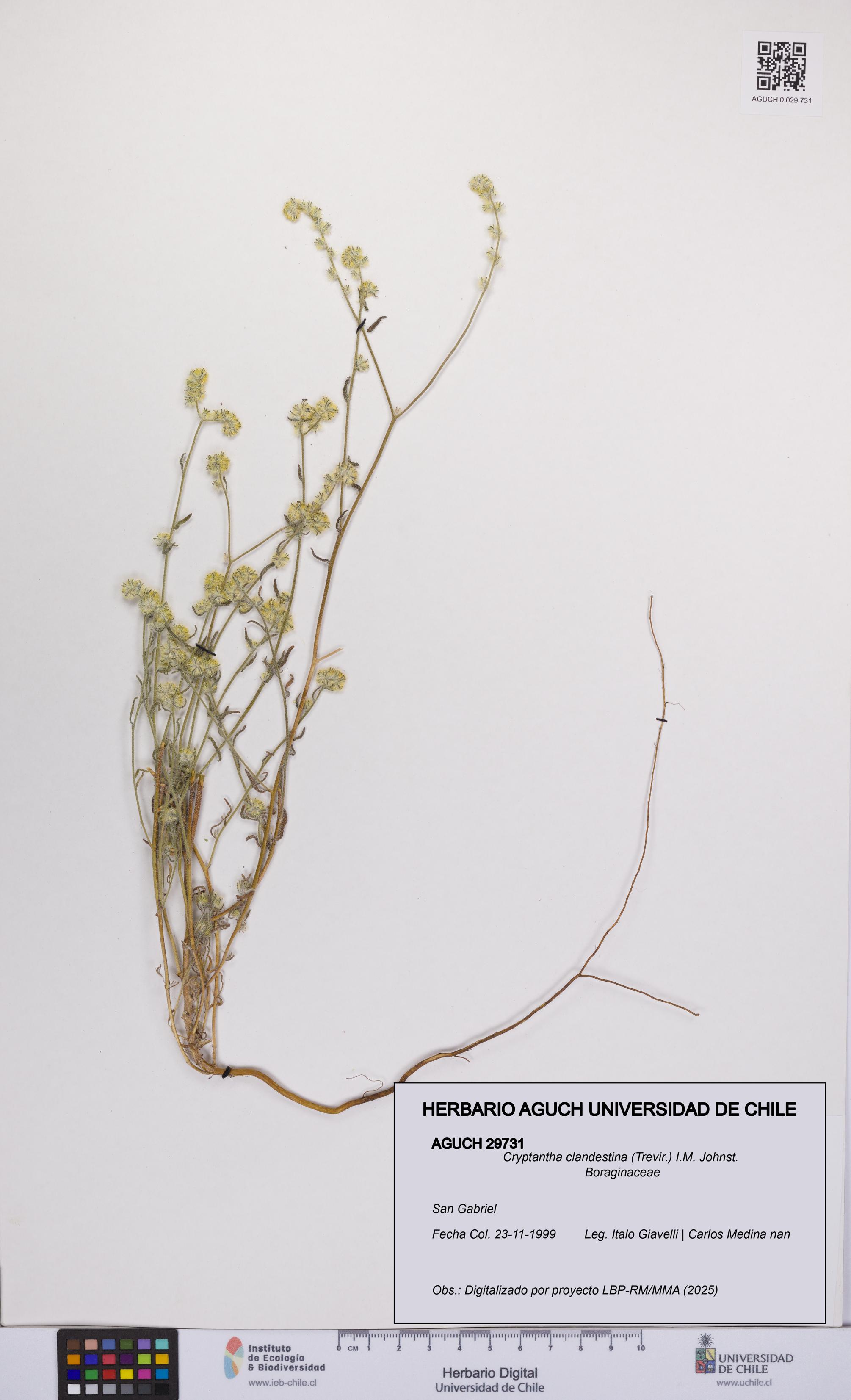 Cryptantha clandestina [Espécimen: UCH:AGUCH:0029731]