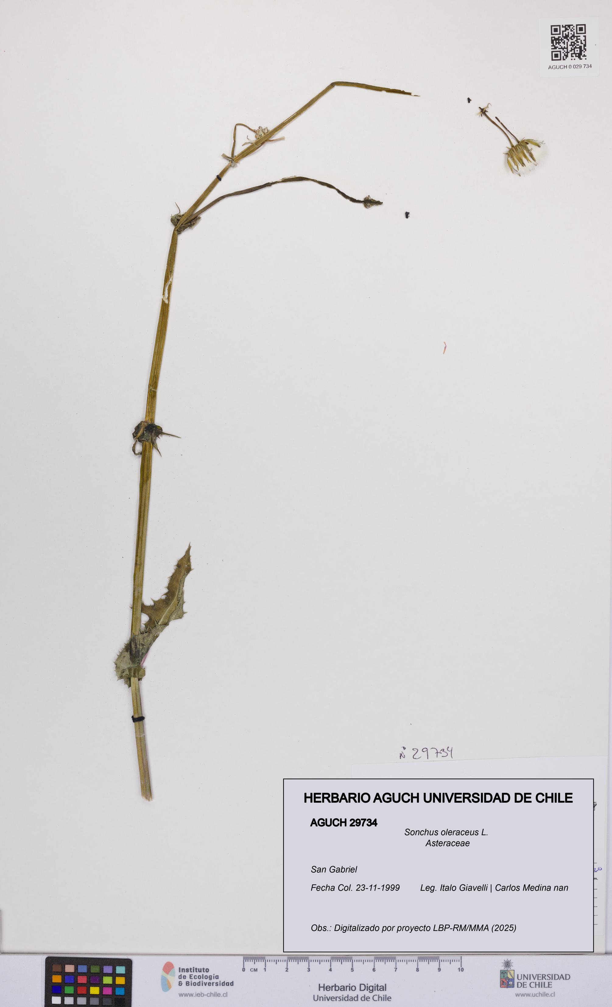 Sonchus oleraceus [Espécimen: UCH:AGUCH:0029734]